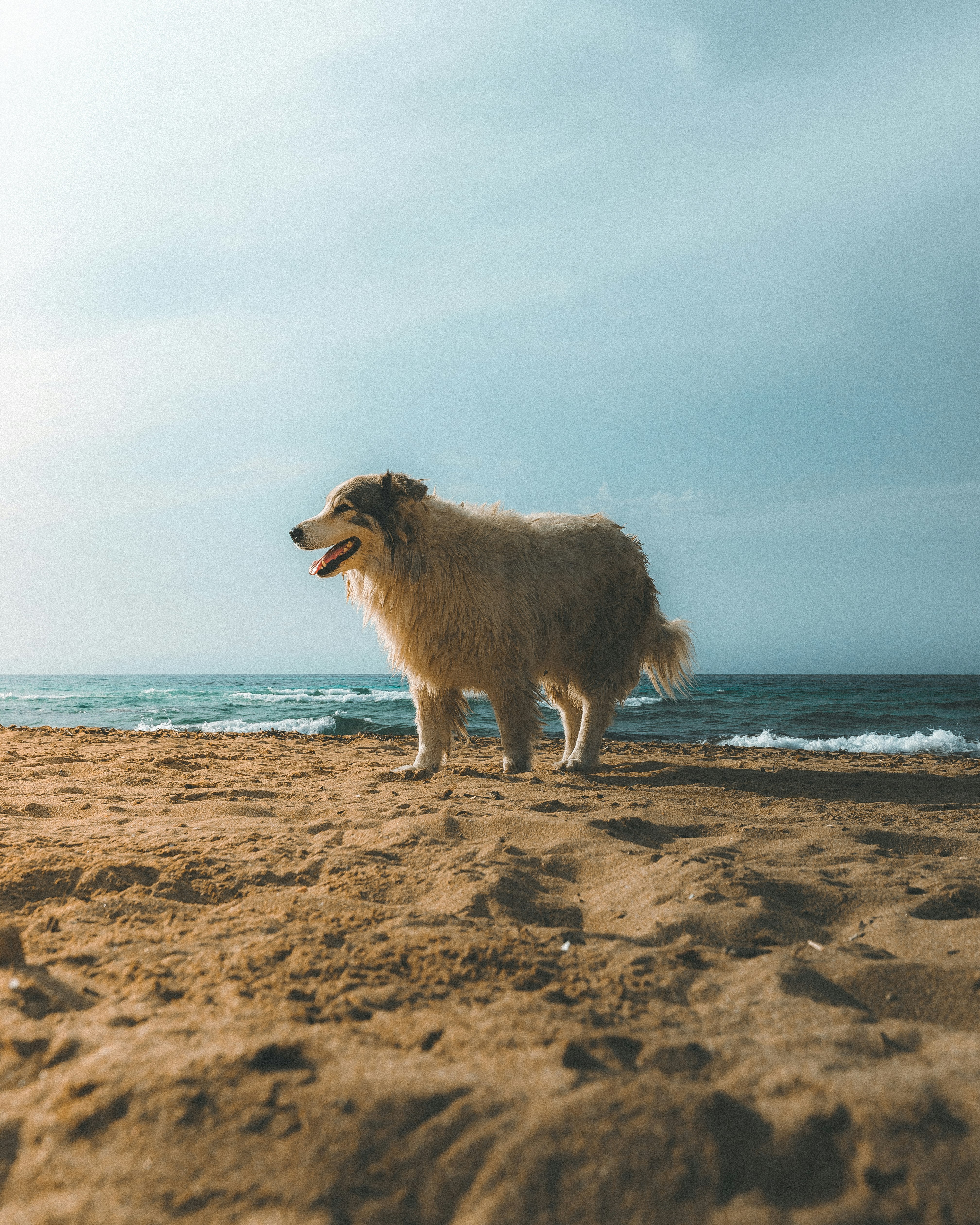 brown long coated dog on beach during daytime